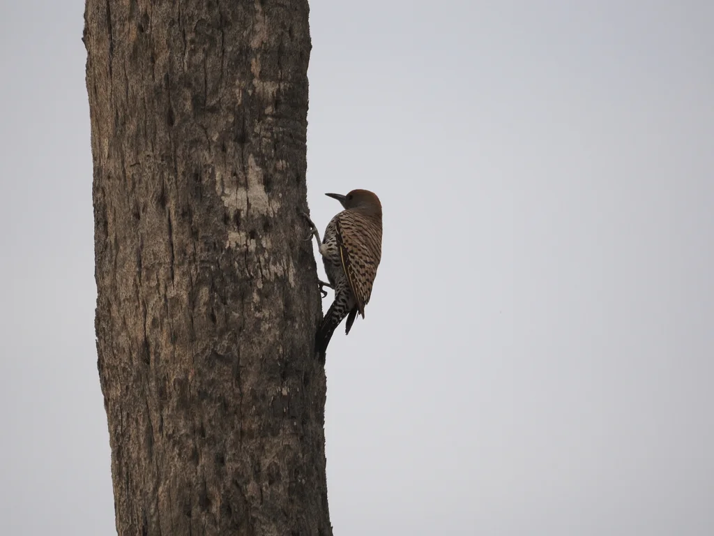 黄扑翅䴕(Colaptes chrysoides)