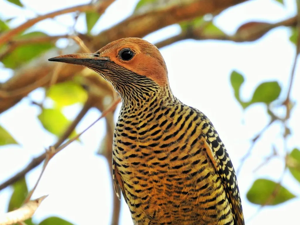 古巴扑翅䴕(Colaptes fernandinae)
