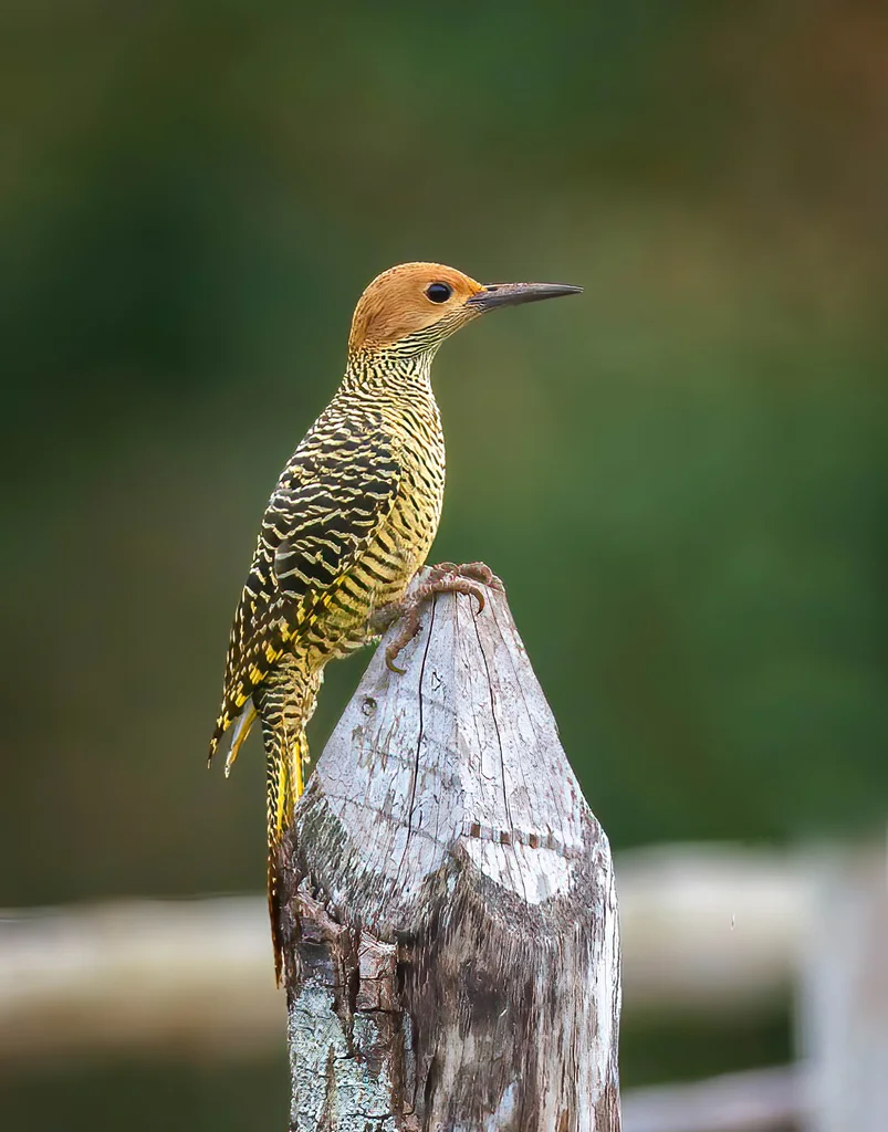 古巴扑翅䴕(Colaptes fernandinae)