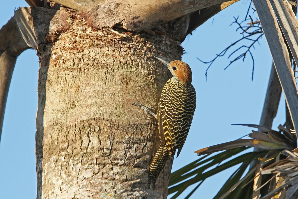 古巴扑翅䴕(Colaptes fernandinae)