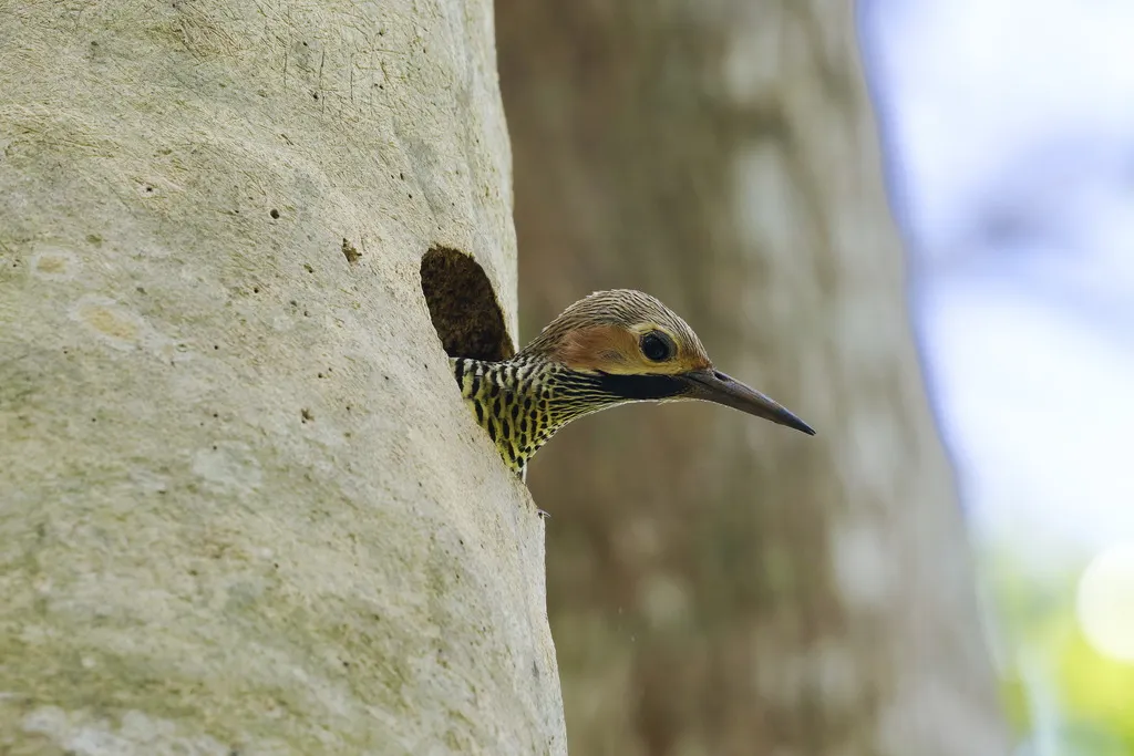 古巴扑翅䴕(Colaptes fernandinae)