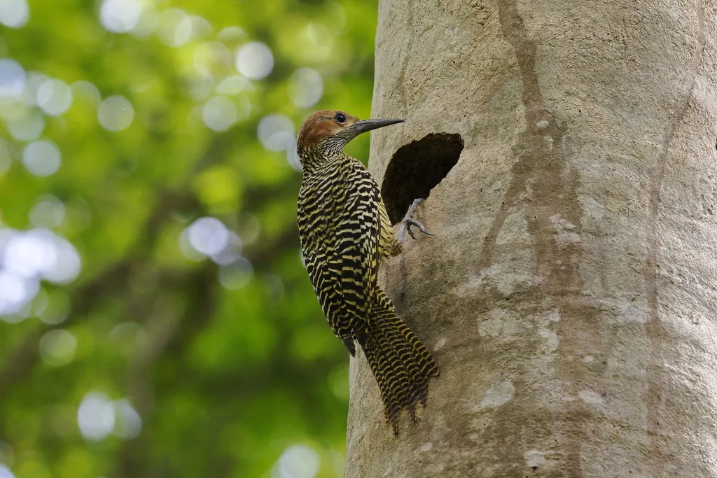 古巴扑翅䴕(Colaptes fernandinae)