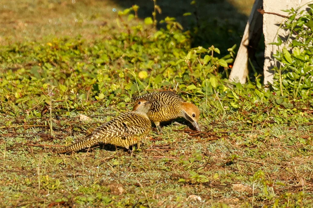 古巴扑翅䴕(Colaptes fernandinae)
