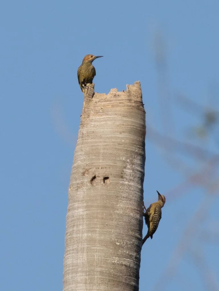 古巴扑翅䴕(Colaptes fernandinae)