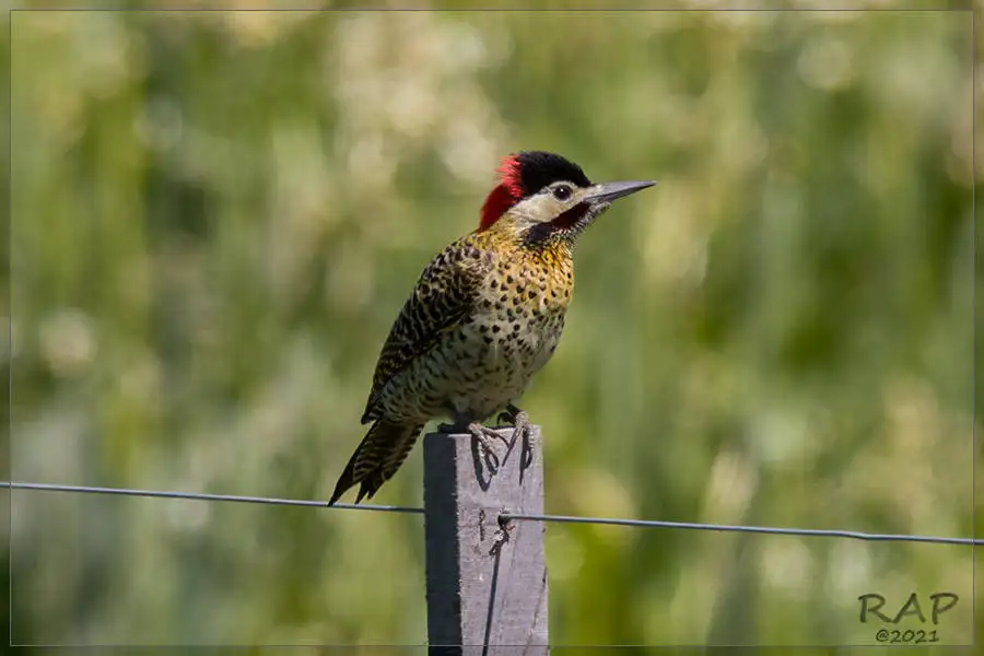 绿斑扑翅䴕(Colaptes melanochloros)