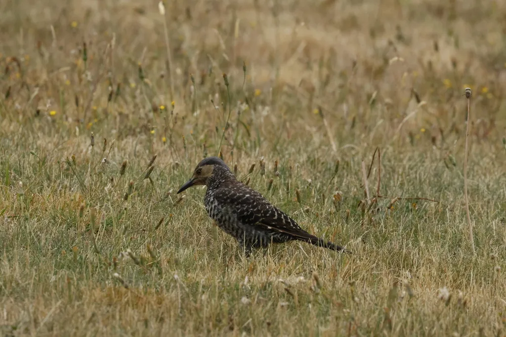 智利扑翅䴕(Colaptes pitius)