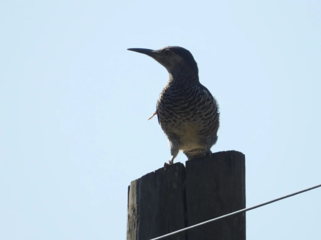 智利扑翅䴕(Colaptes pitius)