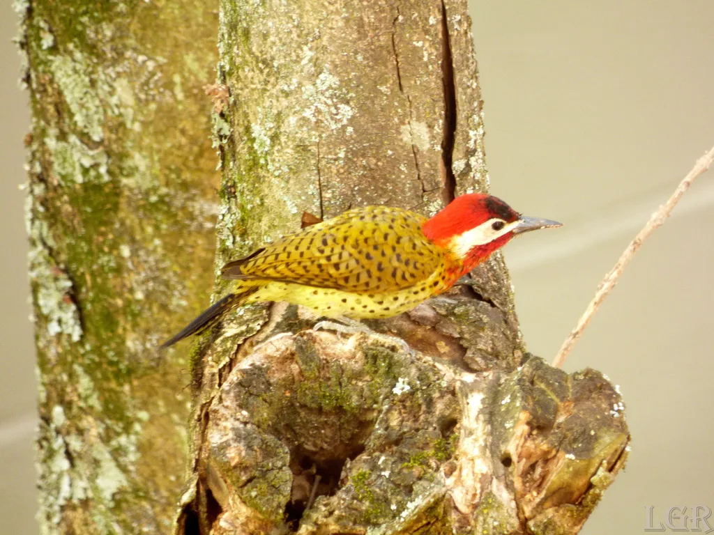 斑胸扑翅䴕(Colaptes punctigula)