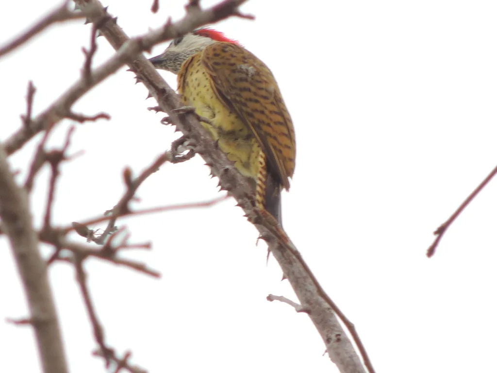 斑胸扑翅䴕(Colaptes punctigula)