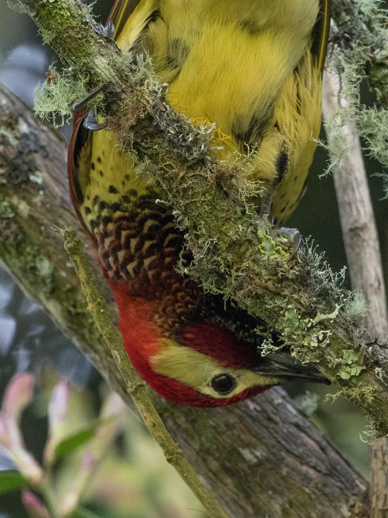 红背啄木鸟(Colaptes rivolii)