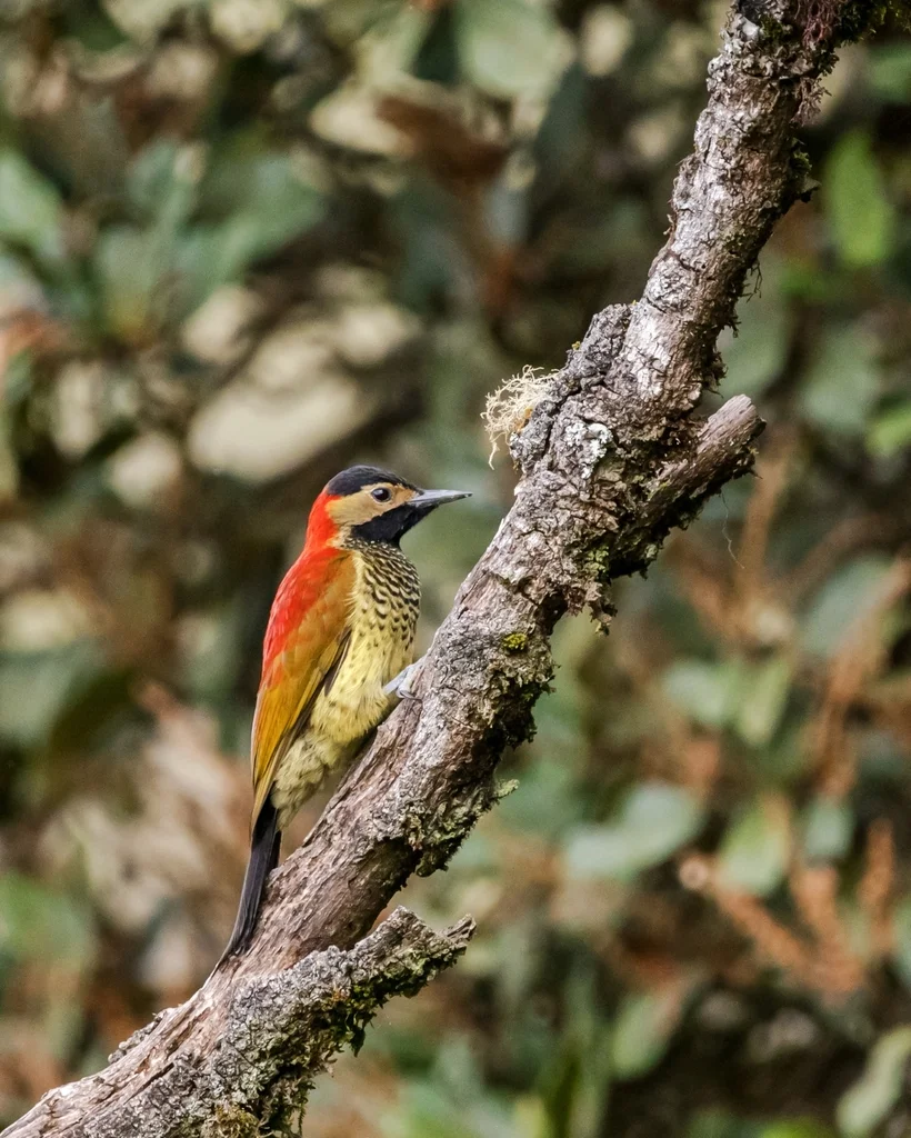 红背啄木鸟(Colaptes rivolii)