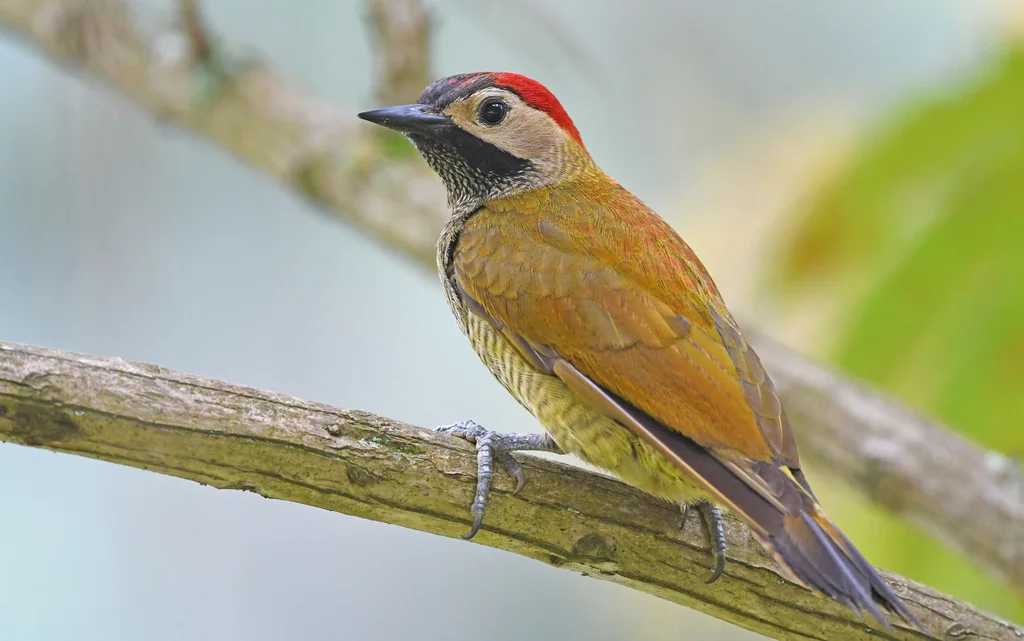 高原啄木鸟(Colaptes rubiginosus)
