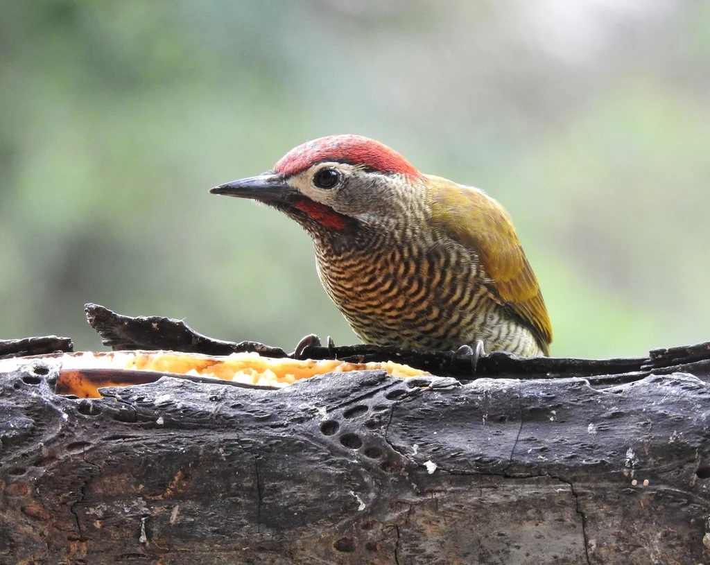 高原啄木鸟(Colaptes rubiginosus)