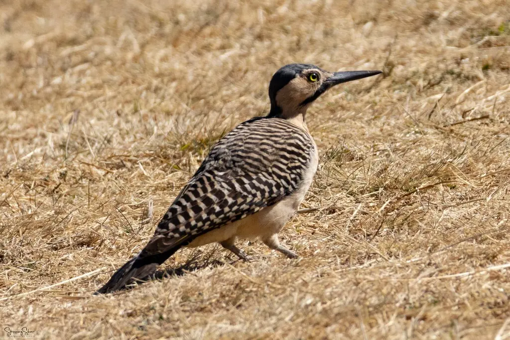 安第斯扑翅䴕(Colaptes rupicola)