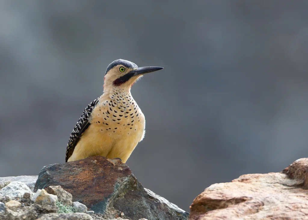 安第斯扑翅䴕(Colaptes rupicola)
