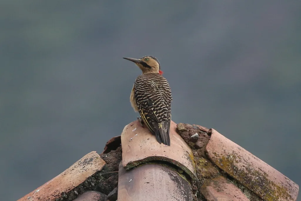 安第斯扑翅䴕(Colaptes rupicola)
