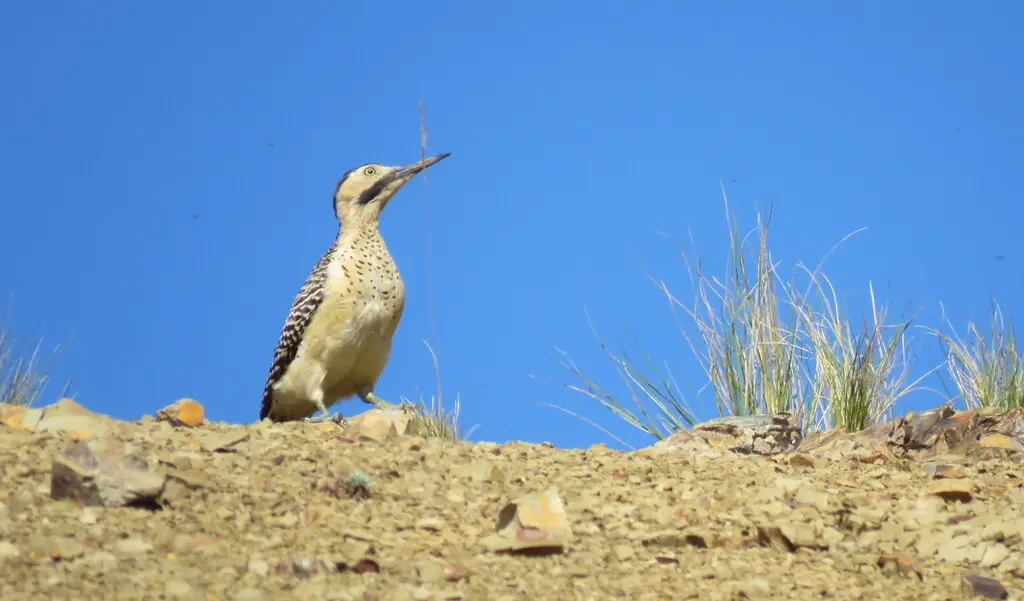安第斯扑翅䴕(Colaptes rupicola)