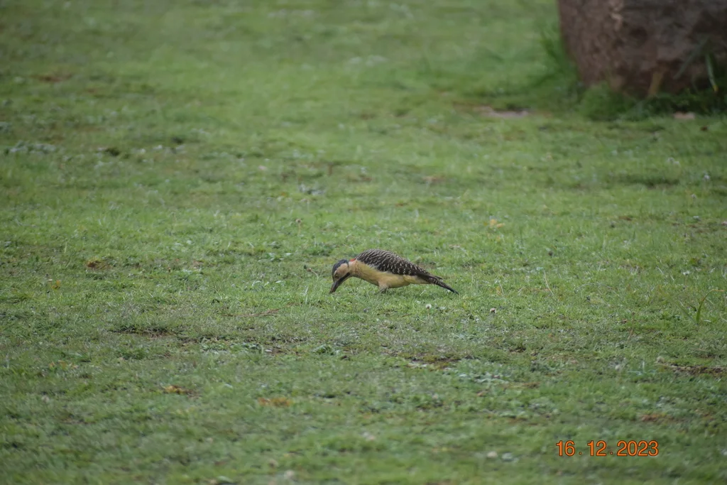 安第斯扑翅䴕(Colaptes rupicola)