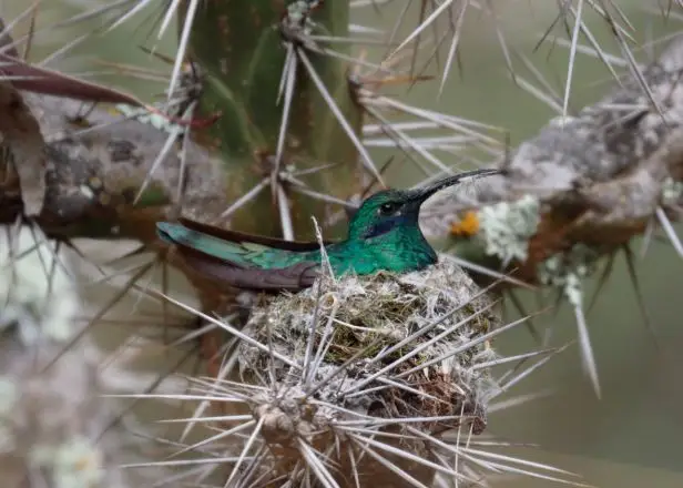 辉紫耳蜂鸟(Colibri coruscans)