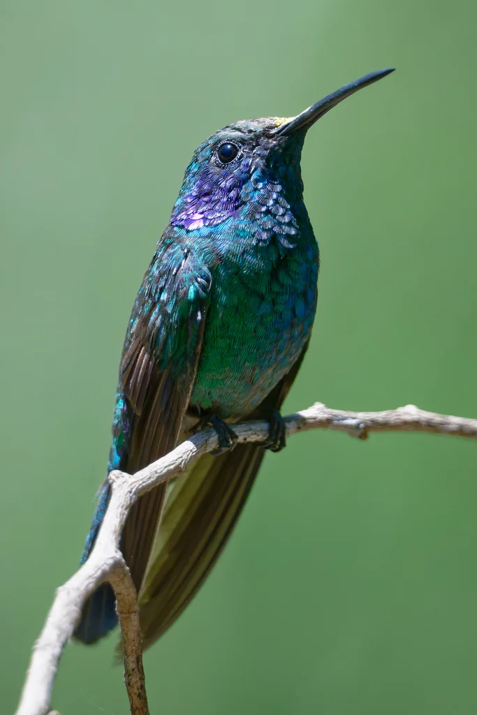 小紫耳蜂鸟(Colibri cyanotus)