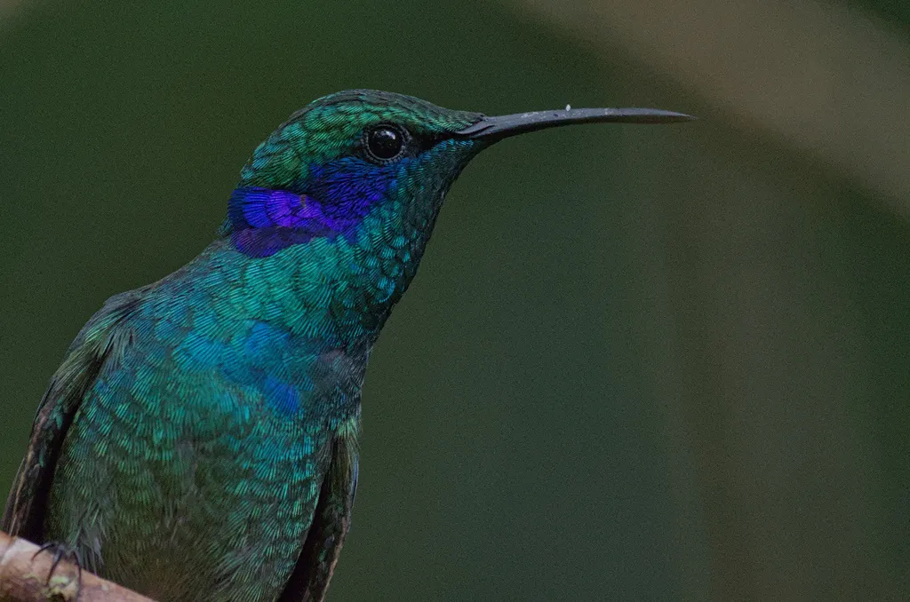 小紫耳蜂鸟(Colibri cyanotus)