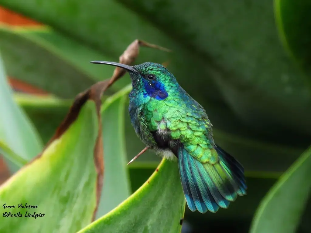 小紫耳蜂鸟(Colibri cyanotus)