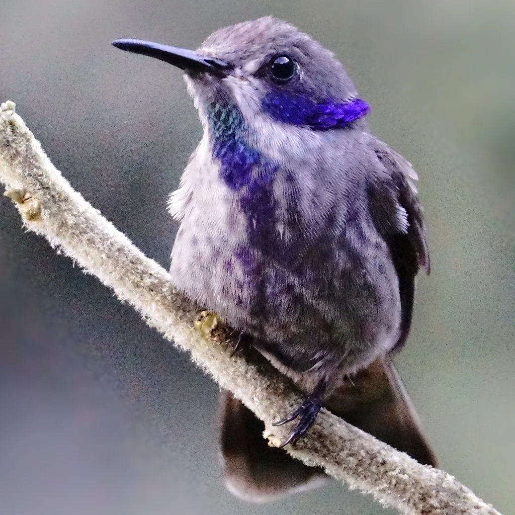 褐紫耳蜂鸟(Colibri delphinae)