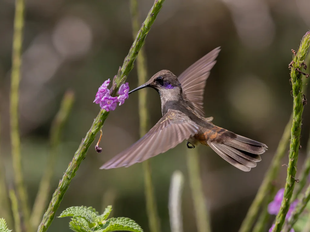褐紫耳蜂鸟(Colibri delphinae)