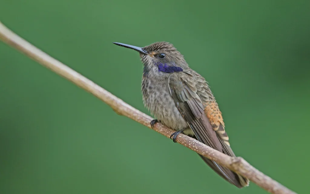 褐紫耳蜂鸟(Colibri delphinae)