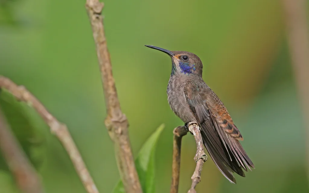 褐紫耳蜂鸟(Colibri delphinae)