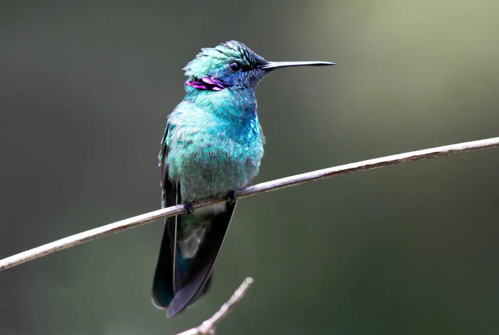 白腹紫耳蜂鸟(Colibri serrirostris)