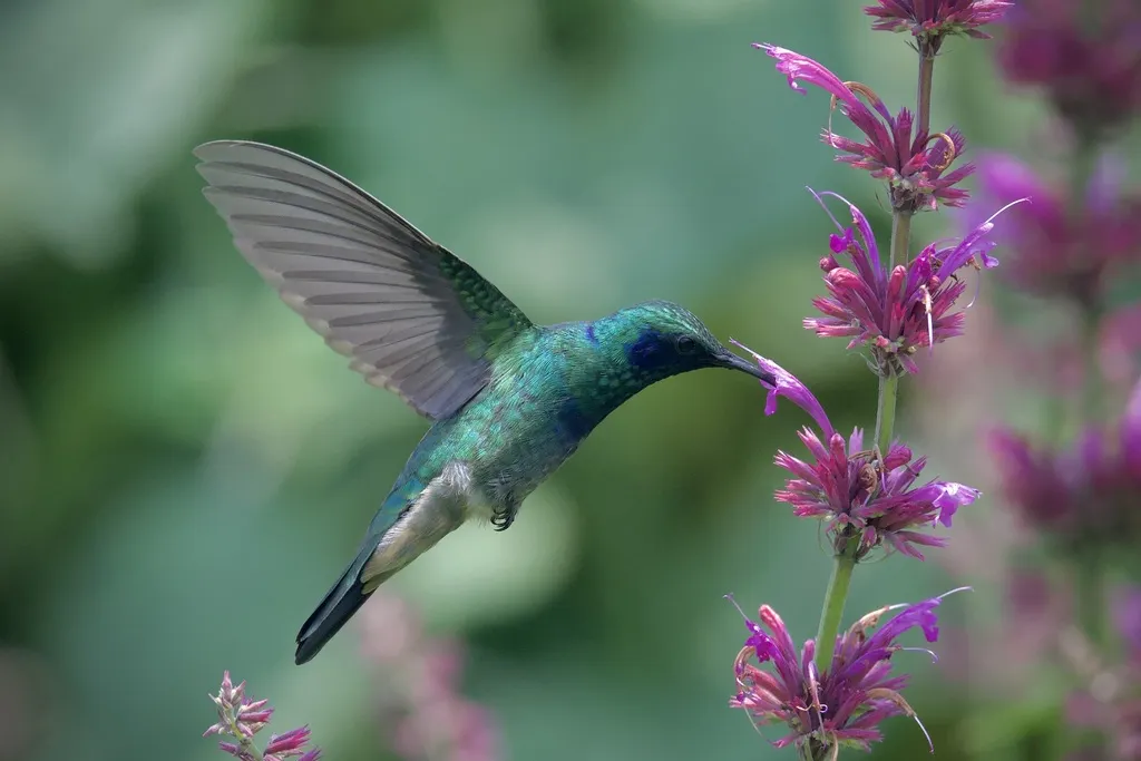 绿紫耳蜂鸟(Colibri thalassinus)