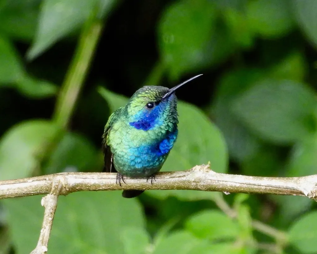 绿紫耳蜂鸟(Colibri thalassinus)
