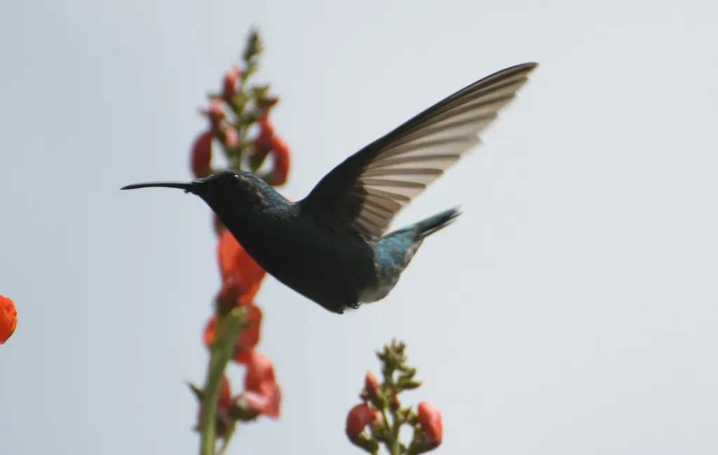 绿紫耳蜂鸟(Colibri thalassinus)