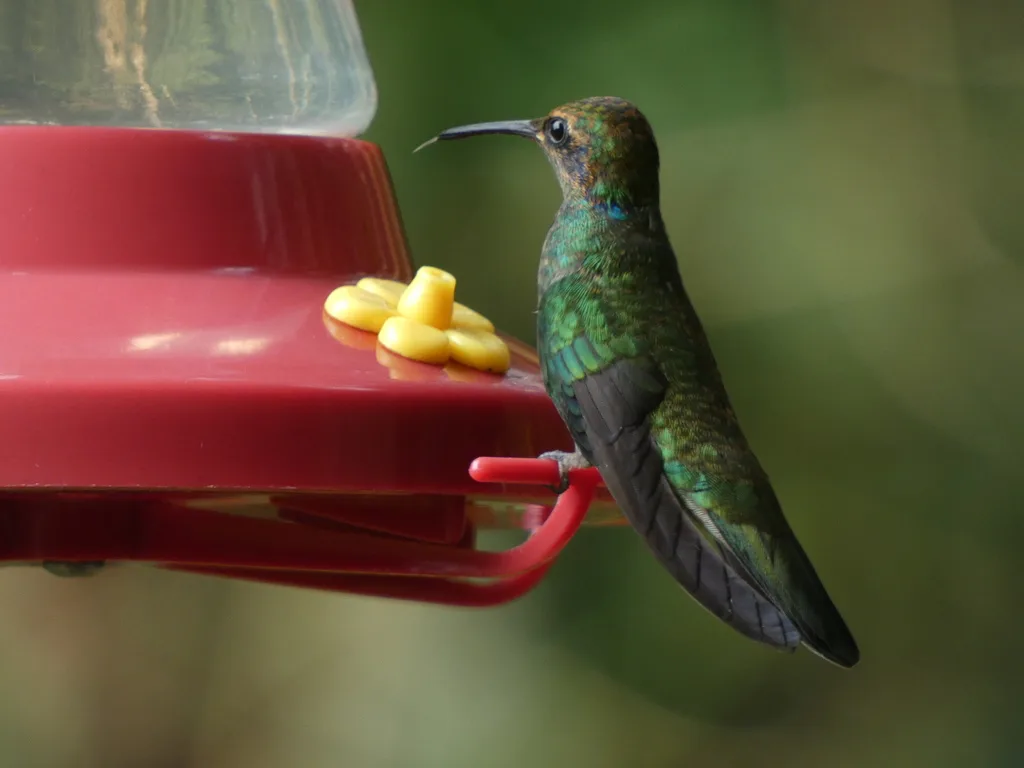 绿紫耳蜂鸟(Colibri thalassinus)