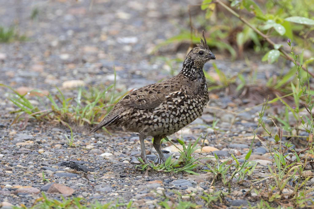 冠齿鹑(Colinus cristatus)