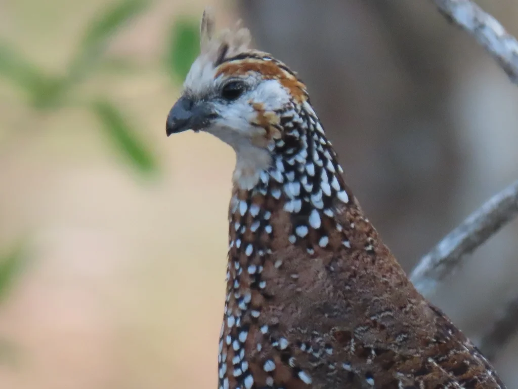 冠齿鹑(Colinus cristatus)