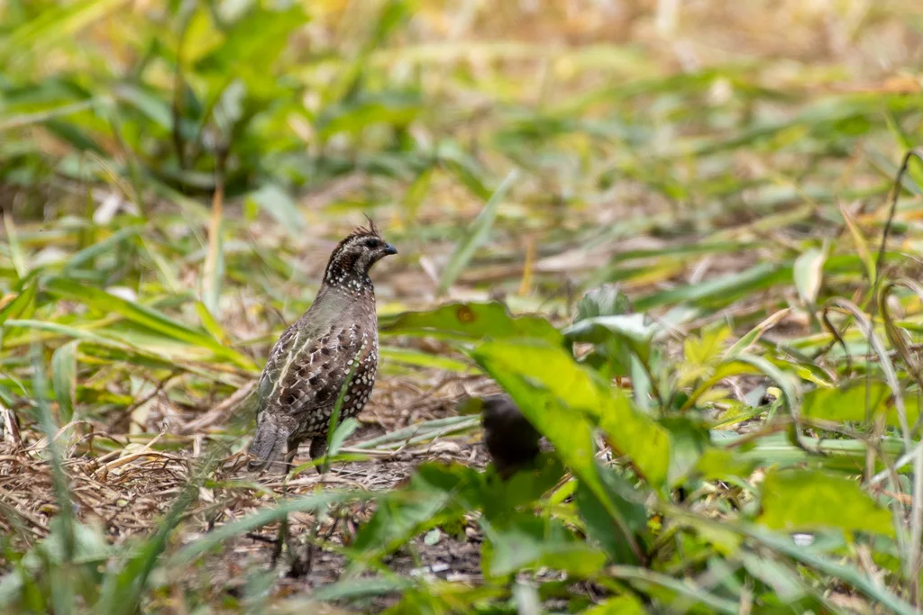 斑胸齿鹑(Colinus leucopogon)