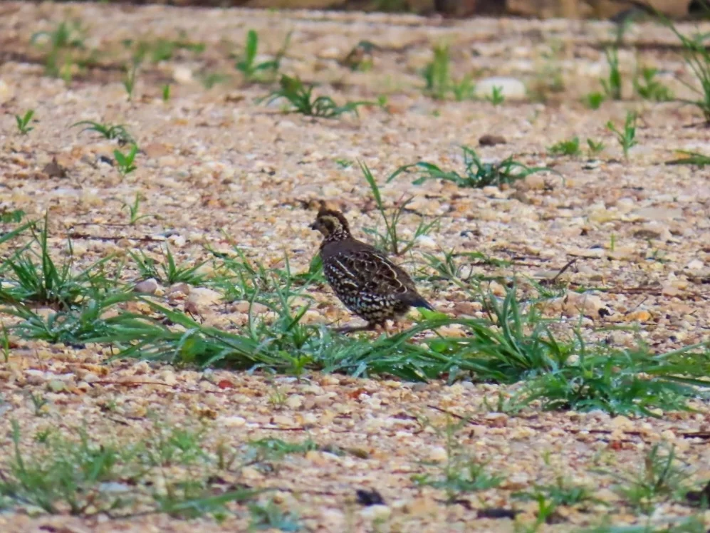 斑胸齿鹑(Colinus leucopogon)