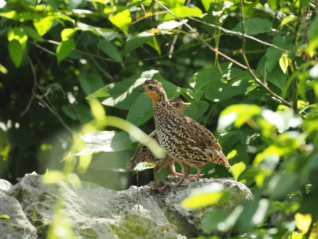 黑喉齿鹑(Colinus nigrogularis)
