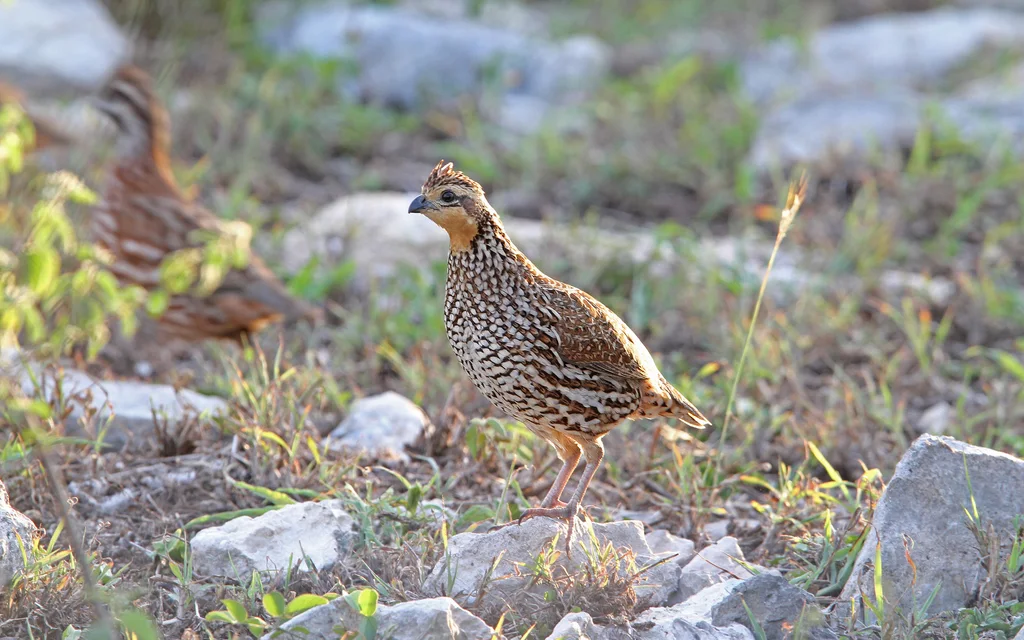 黑喉齿鹑(Colinus nigrogularis)