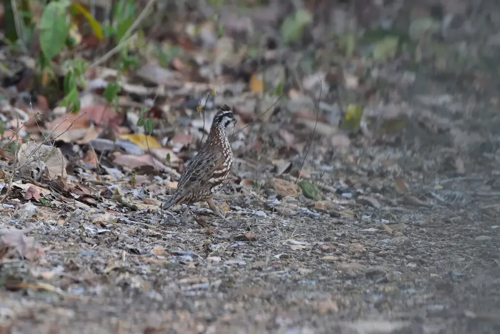黑喉齿鹑(Colinus nigrogularis)