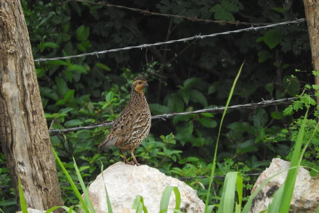 黑喉齿鹑(Colinus nigrogularis)