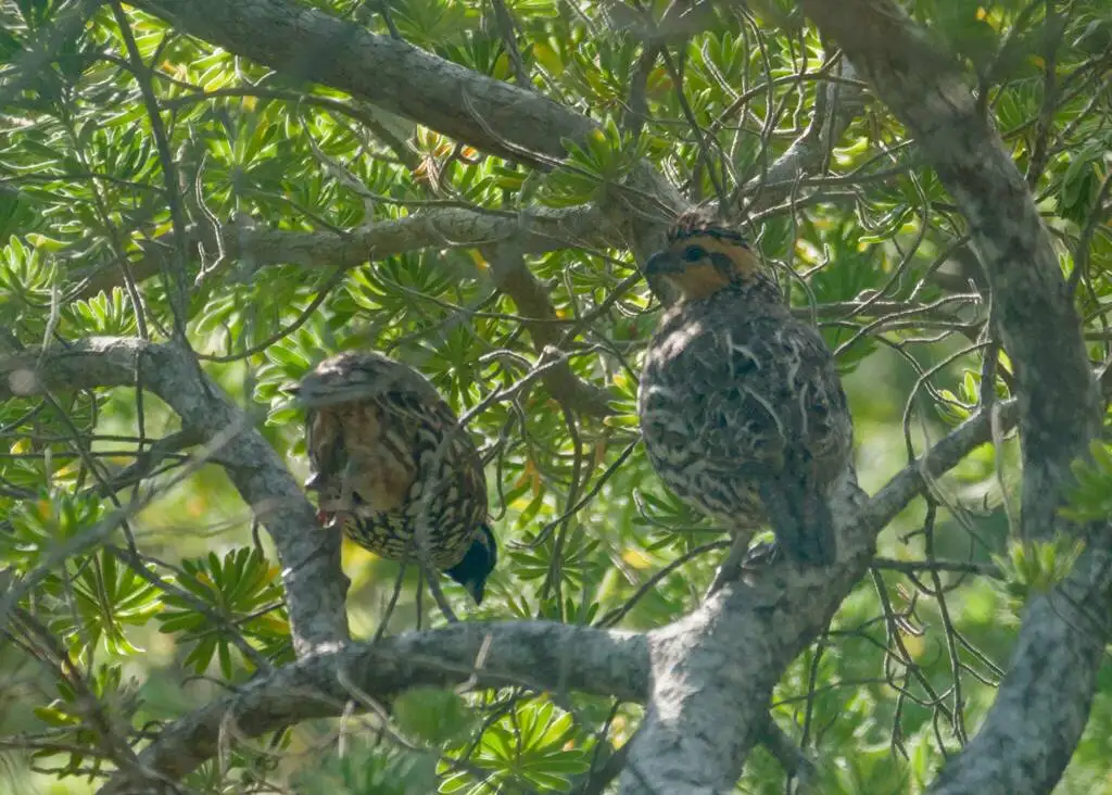 黑喉齿鹑(Colinus nigrogularis)