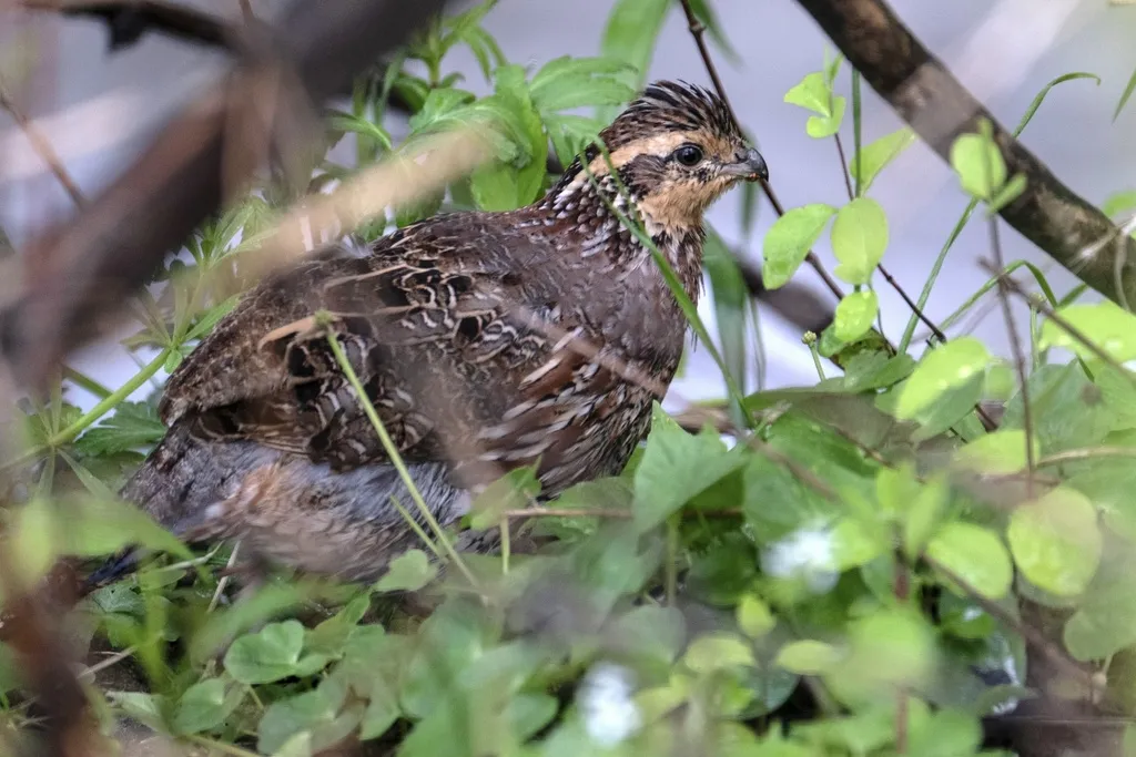 山齿鹑(Colinus virginianus)