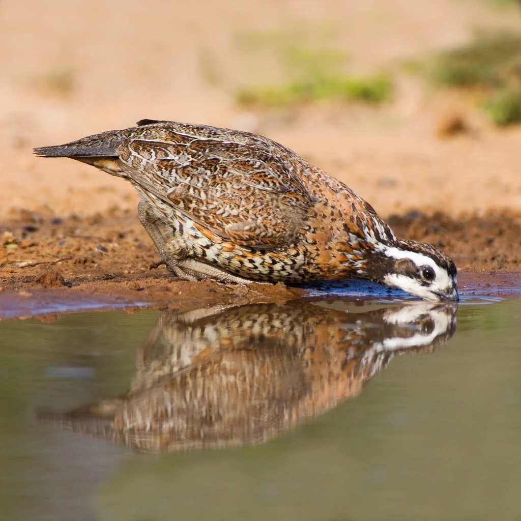 山齿鹑(Colinus virginianus)