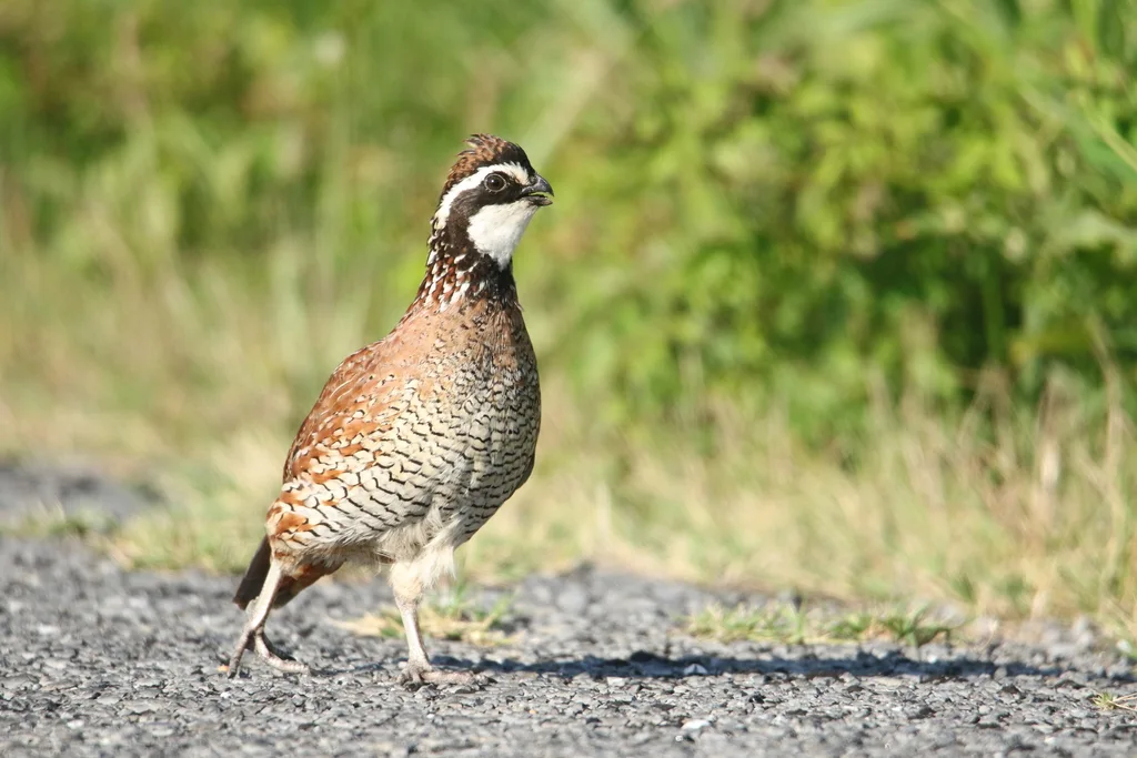 山齿鹑(Colinus virginianus)