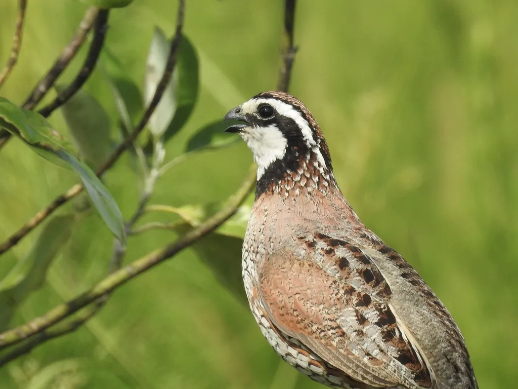 山齿鹑(Colinus virginianus)