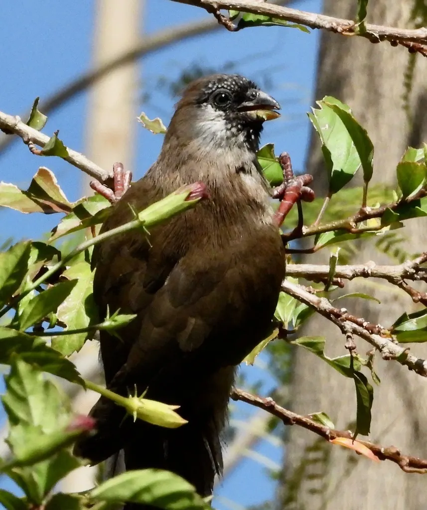 红背鼠鸟(Colius castanotus)