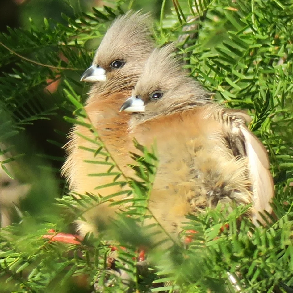 白背鼠鸟(Colius colius)